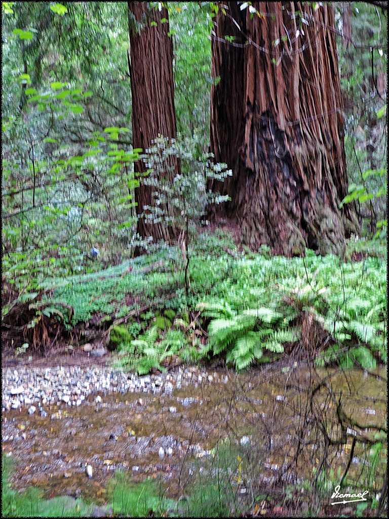 Foto: 160423-048 PARQUE MUIR WOODS - San Francisco (California), Estados Unidos