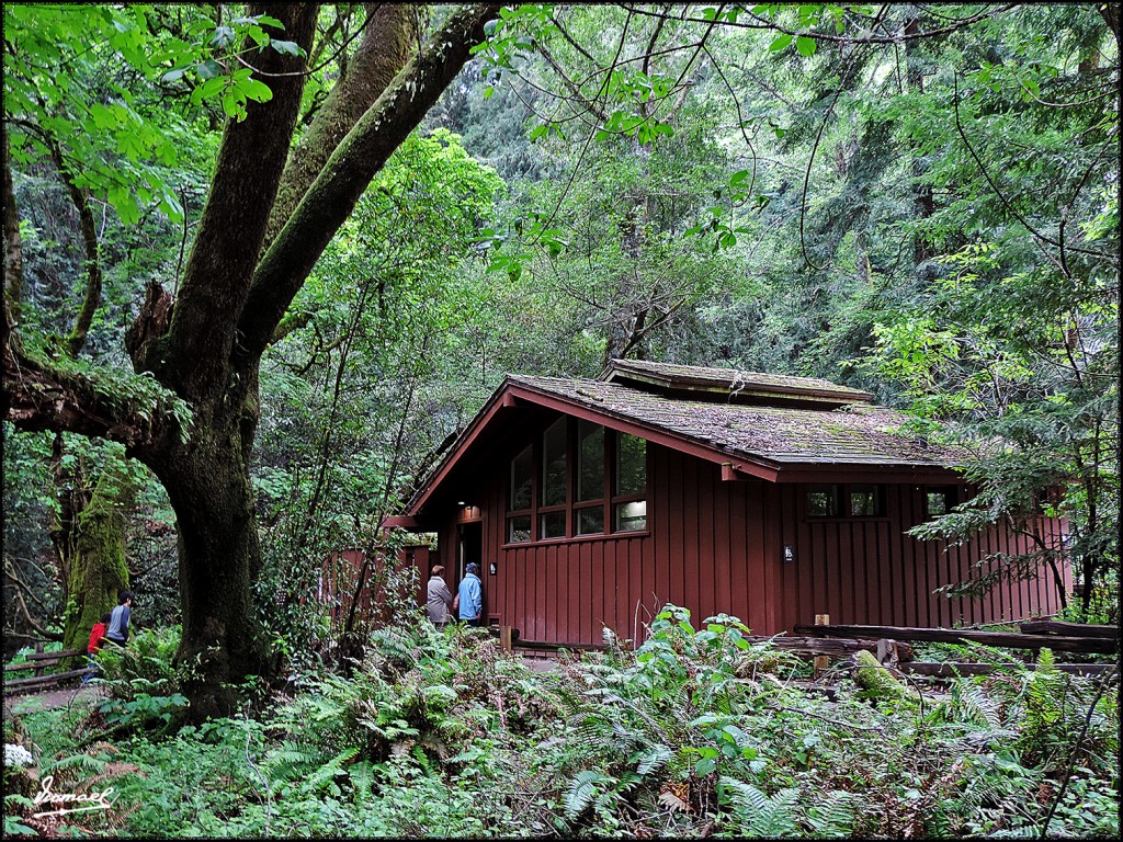 Foto: 160423-102 PARQUE MUIR WOODS - San Francisco (California), Estados Unidos