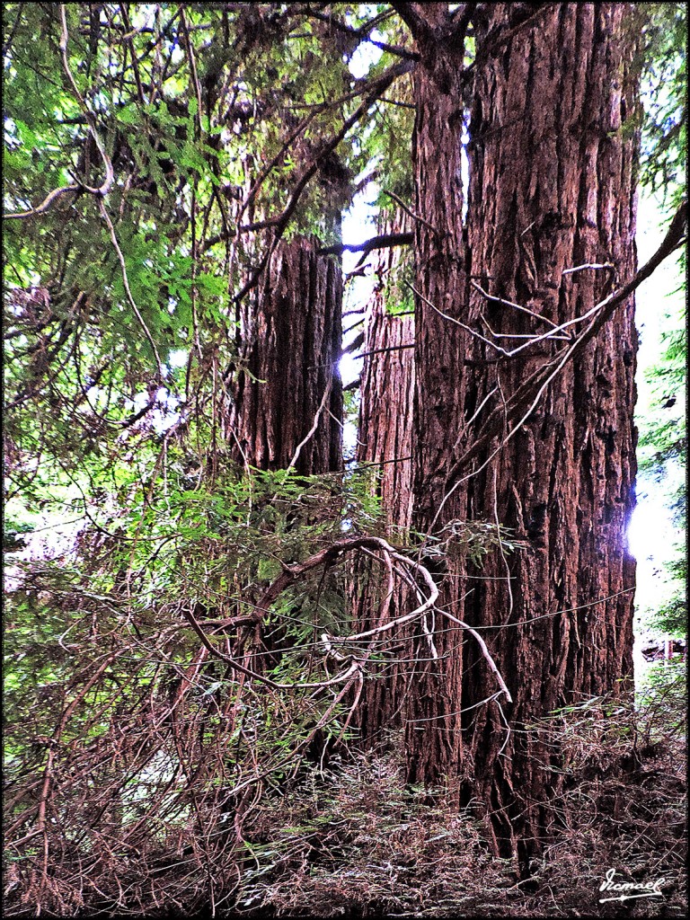 Foto: 160423-039 PARQUE MUIR WOODS - San Francisco (California), Estados Unidos