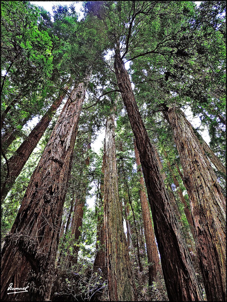 Foto: 160423-097 PARQUE MUIR WOODS - San Francisco (California), Estados Unidos