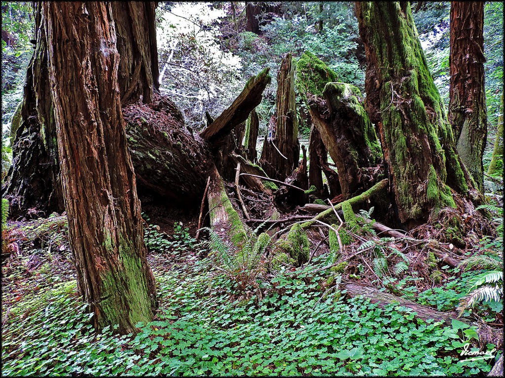 Foto: 160423-083 PARQUE MUIR WOODS - San Francisco (California), Estados Unidos