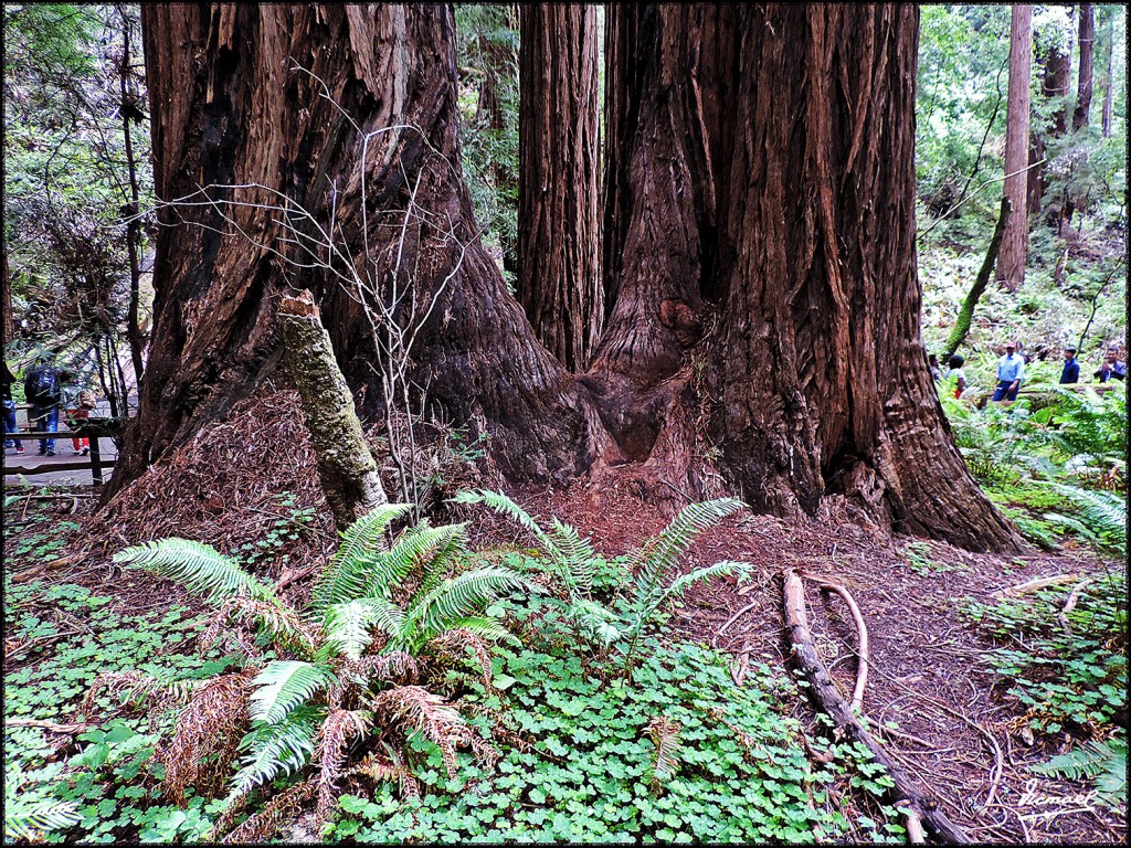 Foto: 160423-073 PARQUE MUIR WOODS - San Francisco (California), Estados Unidos