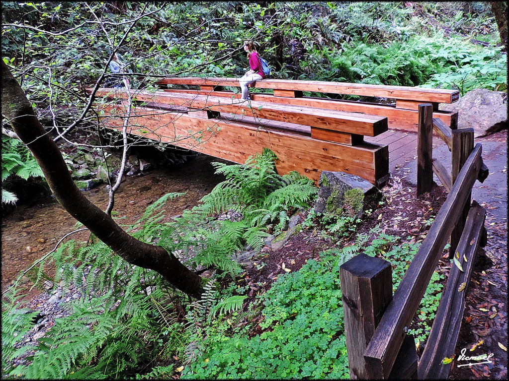 Foto: 160423-055 PARQUE MUIR WOODS - San Francisco (California), Estados Unidos