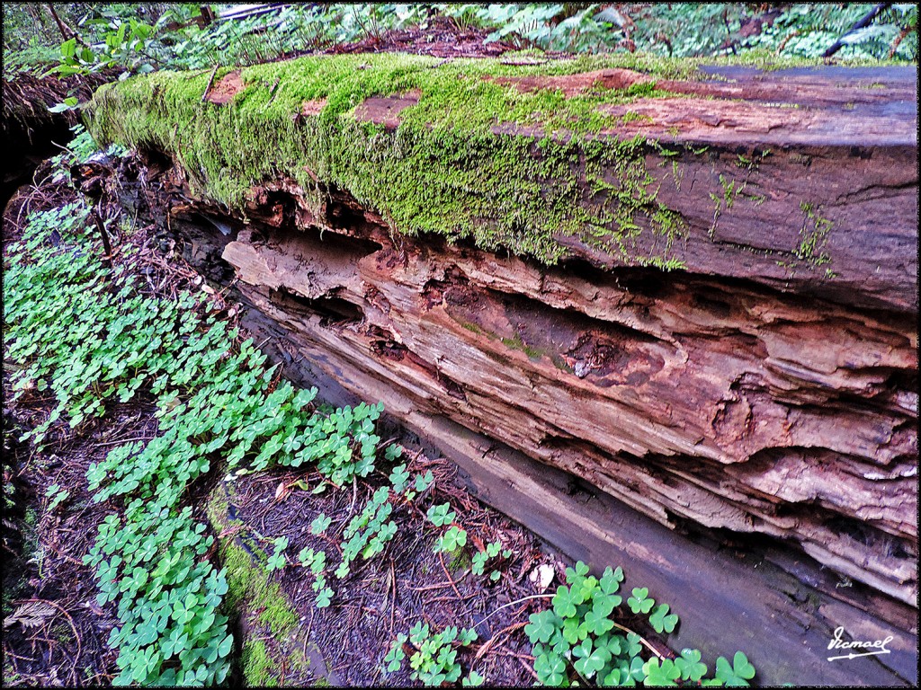 Foto: 160423-061 PARQUE MUIR WOODS - San Francisco (California), Estados Unidos
