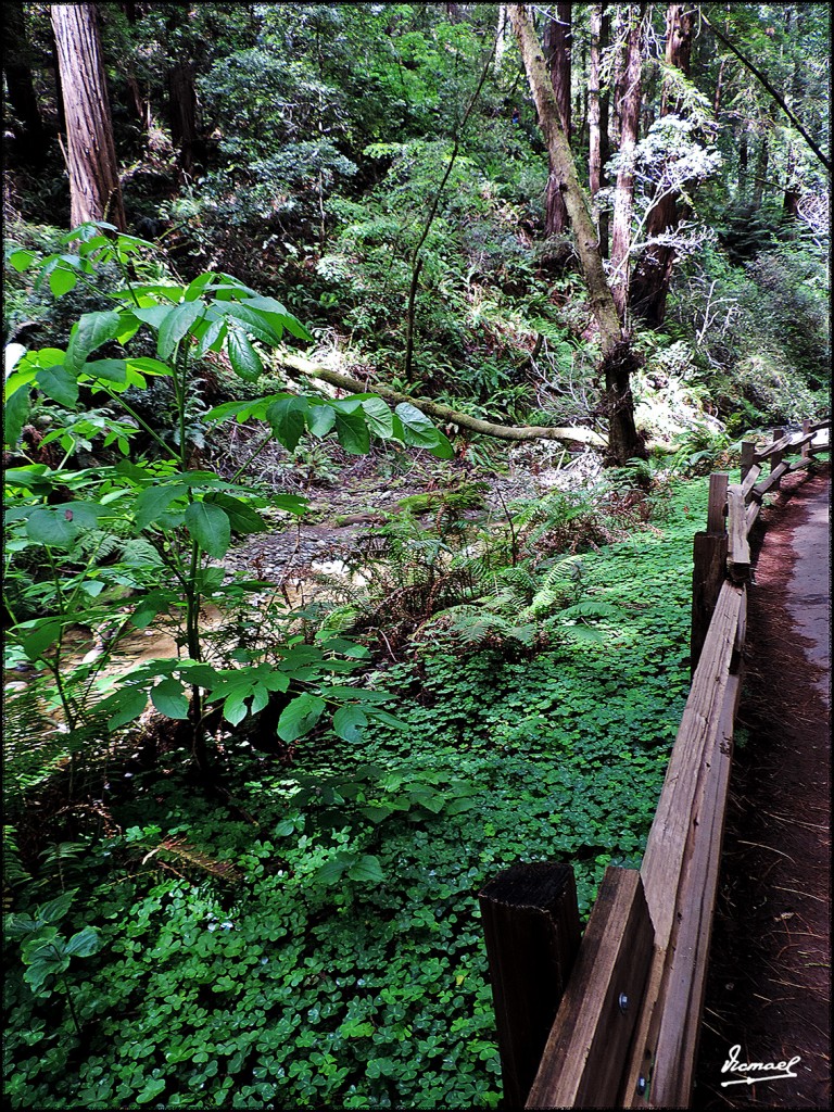 Foto: 160423-071 PARQUE MUIR WOODS - San Francisco (California), Estados Unidos