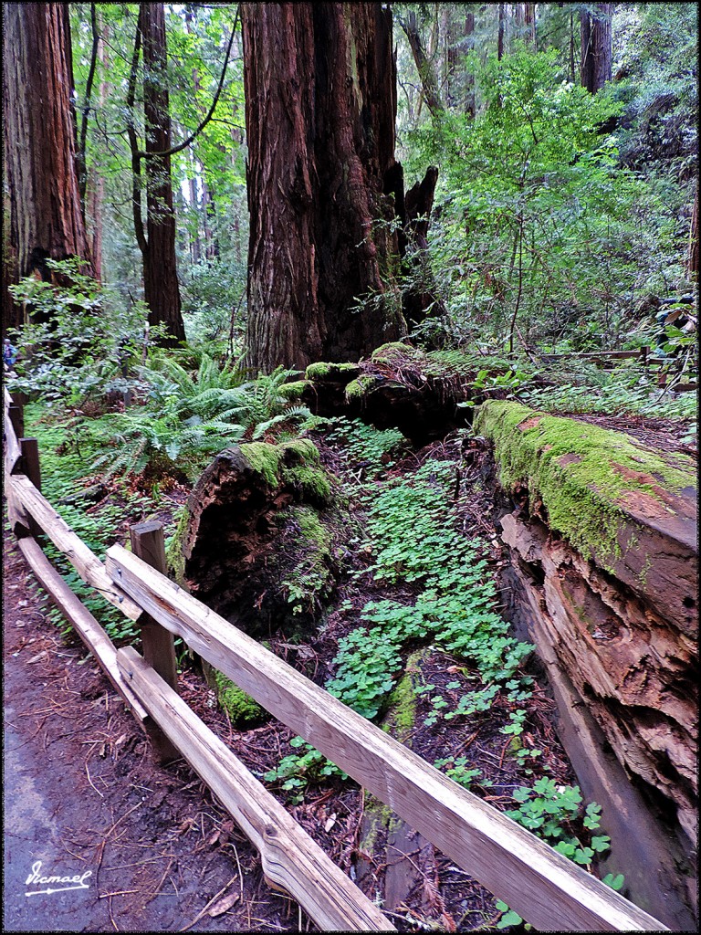 Foto: 160423-060 PARQUE MUIR WOODS - San Francisco (California), Estados Unidos