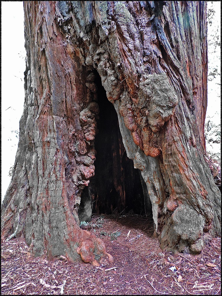Foto: 160423-081 PARQUE MUIR WOODS - San Francisco (California), Estados Unidos