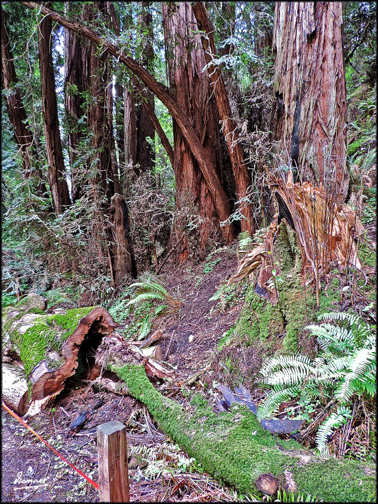 Foto: 160423-095 PARQUE MUIR WOODS - San Francisco (California), Estados Unidos