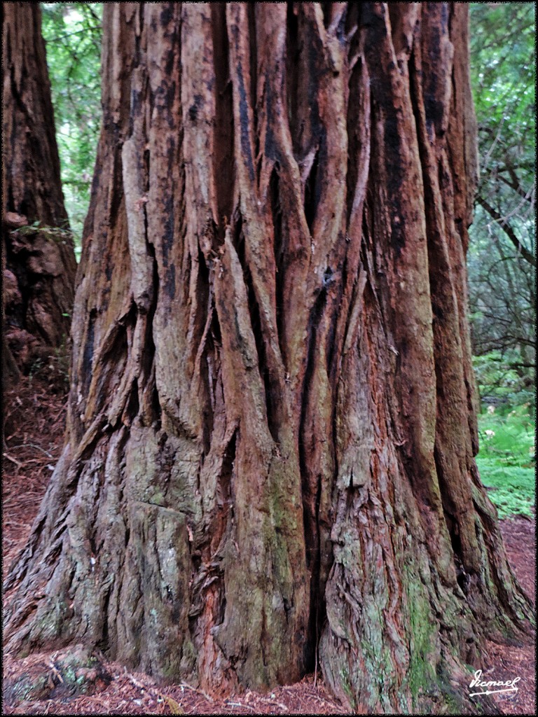 Foto: 160423-045 PARQUE MUIR WOODS - San Francisco (California), Estados Unidos
