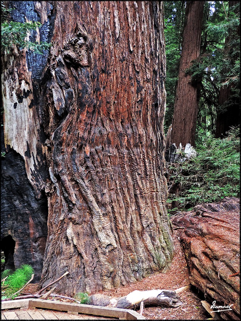 Foto: 160423-044 PARQUE MUIR WOODS - San Francisco (California), Estados Unidos