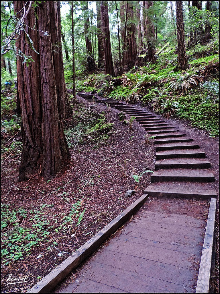 Foto: 160423-047 PARQUE MUIR WOODS - San Francisco (California), Estados Unidos