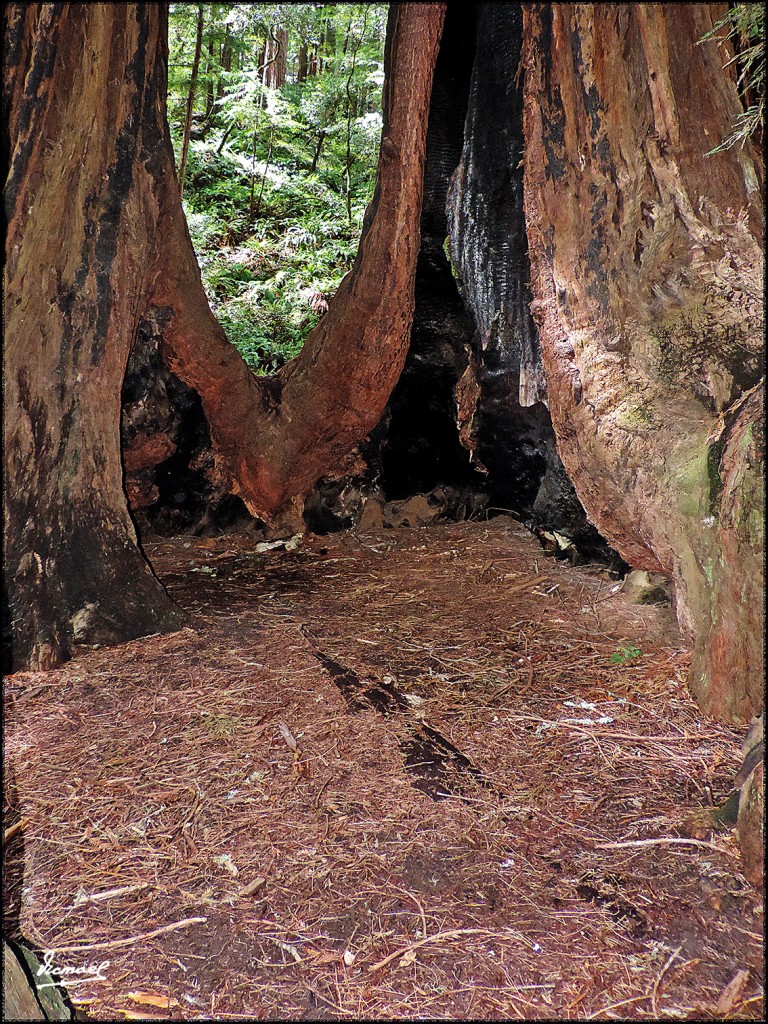 Foto: 160423-064 PARQUE MUIR WOODS - San Francisco (California), Estados Unidos