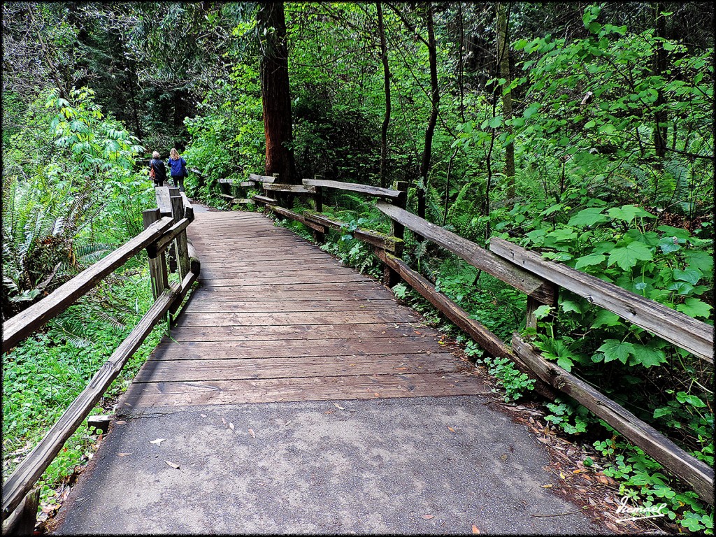 Foto: 160423-094 PARQUE MUIR WOODS - San Francisco (California), Estados Unidos