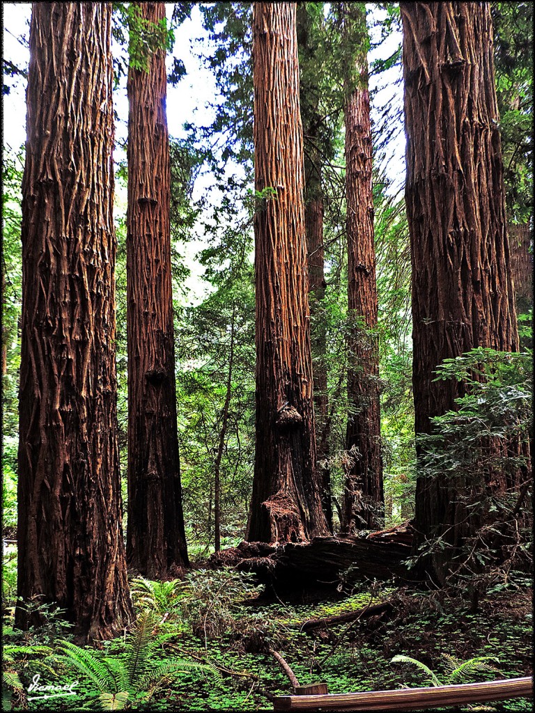 Foto: 160423-092 PARQUE MUIR WOODS - San Francisco (California), Estados Unidos