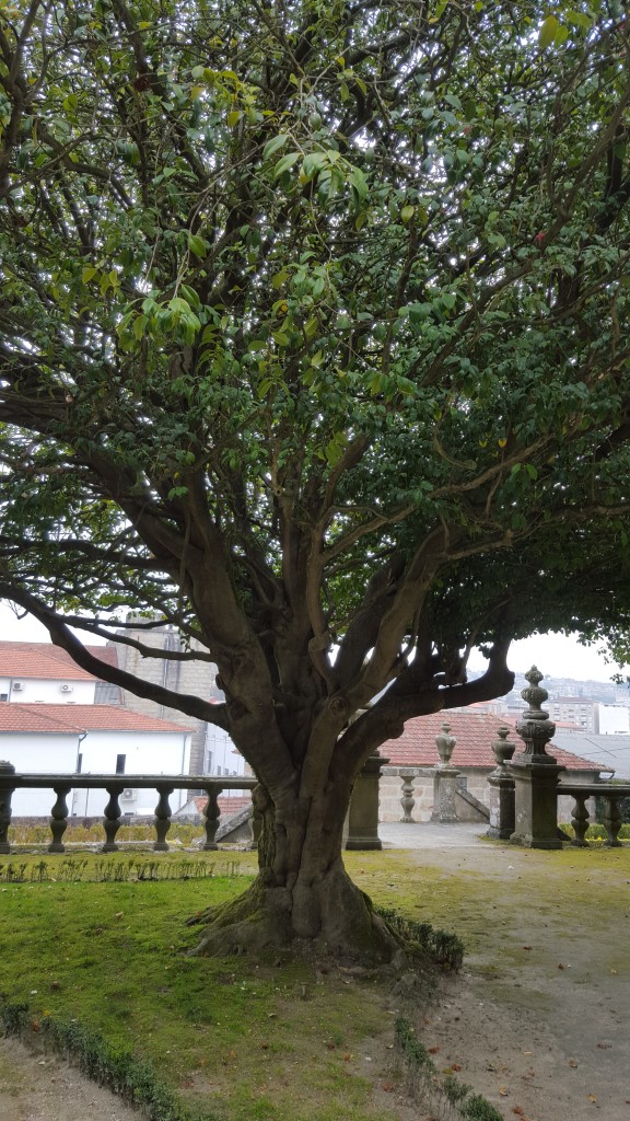 Foto: Jardines - Guimaraes (Braga), Portugal