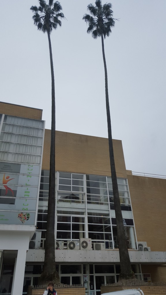 Foto: Palmeras - Guimaraes (Braga), Portugal