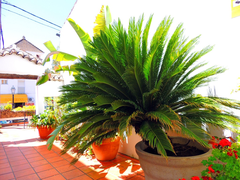Foto de El Bosque (Cádiz), España