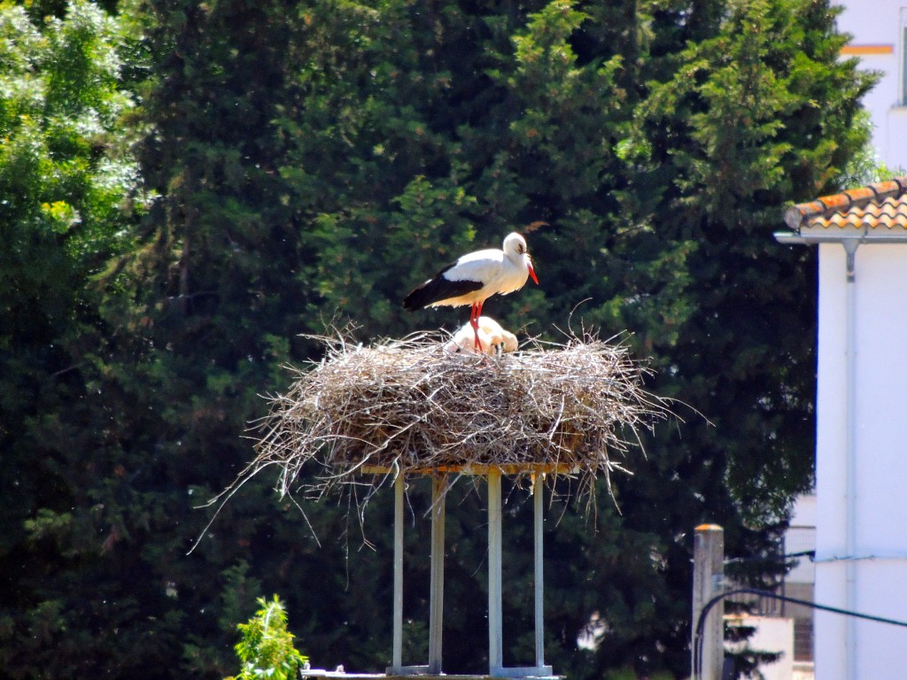 Foto de El Bosque (Cádiz), España