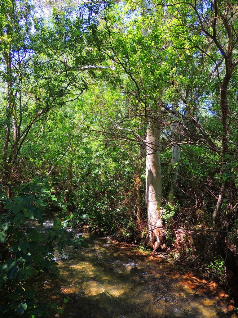 Foto de El Bosque (Cádiz), España