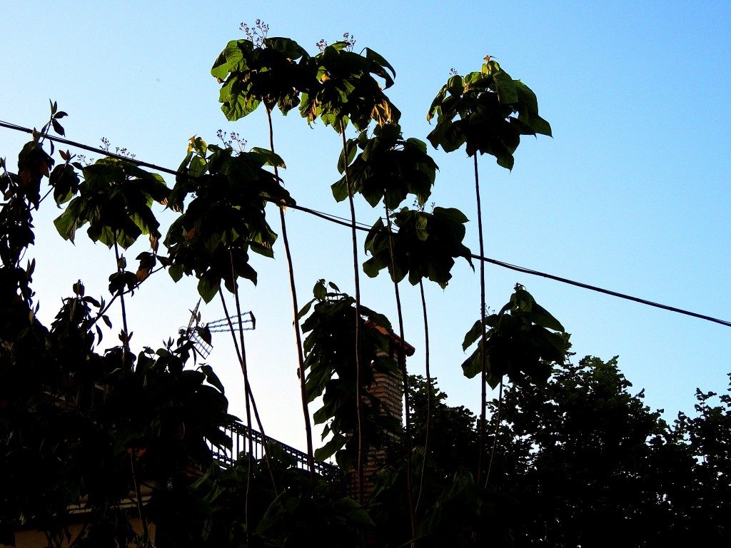 Foto de Santa María de Trassierra (Córdoba), España