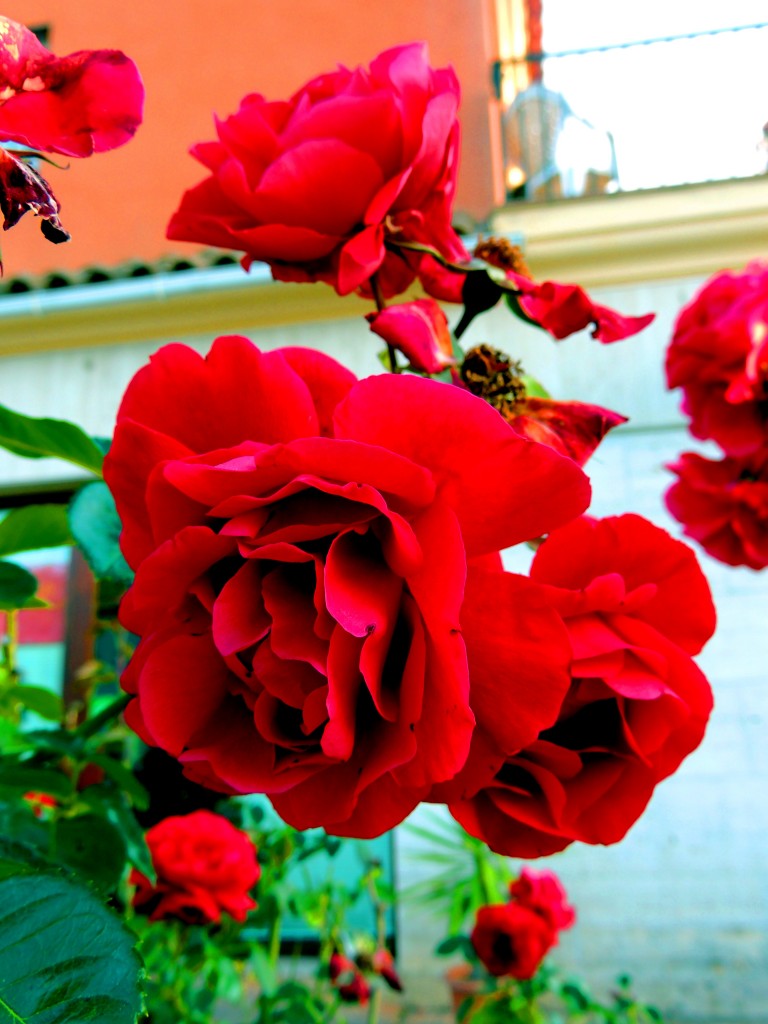 Foto de Santa María de Trassierra (Córdoba), España