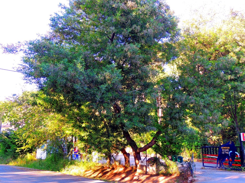 Foto de Santa María de Trassierra (Córdoba), España