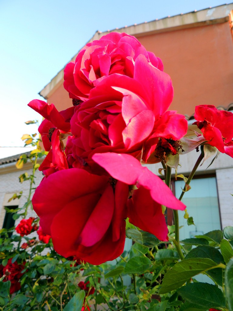 Foto de Santa María de Trassierra (Córdoba), España