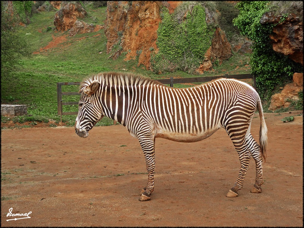 Foto: 160521-119 CABARCENO - Cabarceno (Cantabria), España