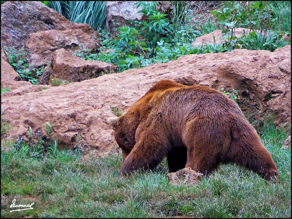 Foto: 160521-068 CABARCENO - Cabarceno (Cantabria), España