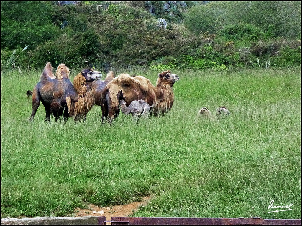 Foto: 160521-127 CABARCENO - Cabarceno (Cantabria), España