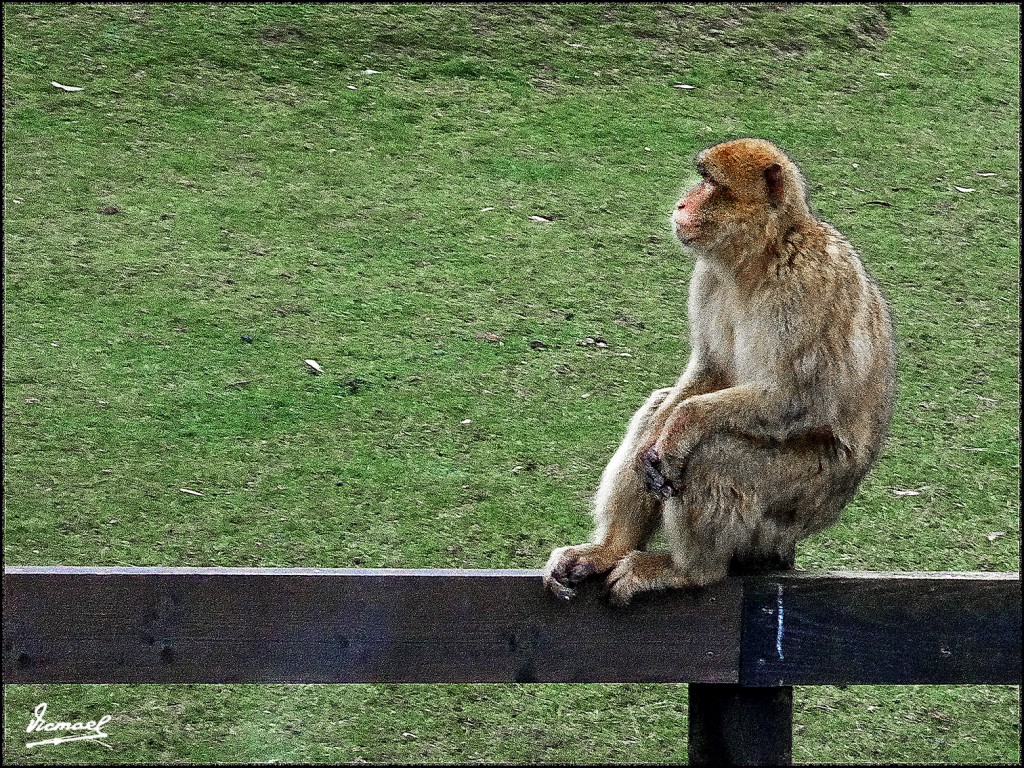 Foto: 160521-200 CABARCENO - Cabarceno (Cantabria), España