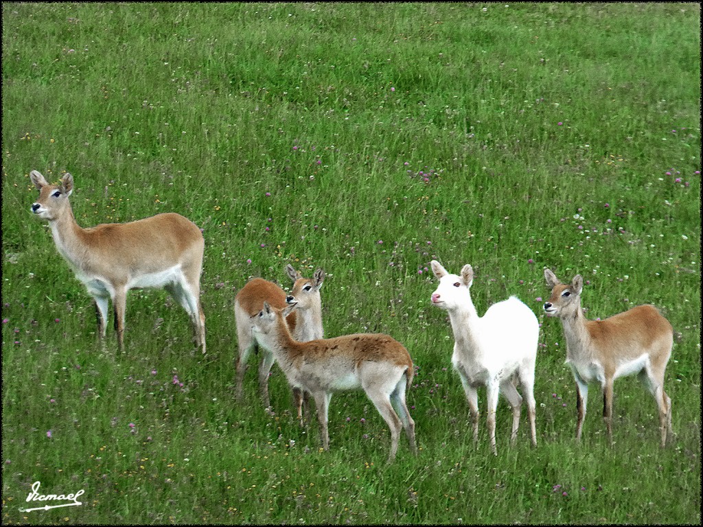 Foto: 160521-139 CABARCENO - Cabarceno (Cantabria), España