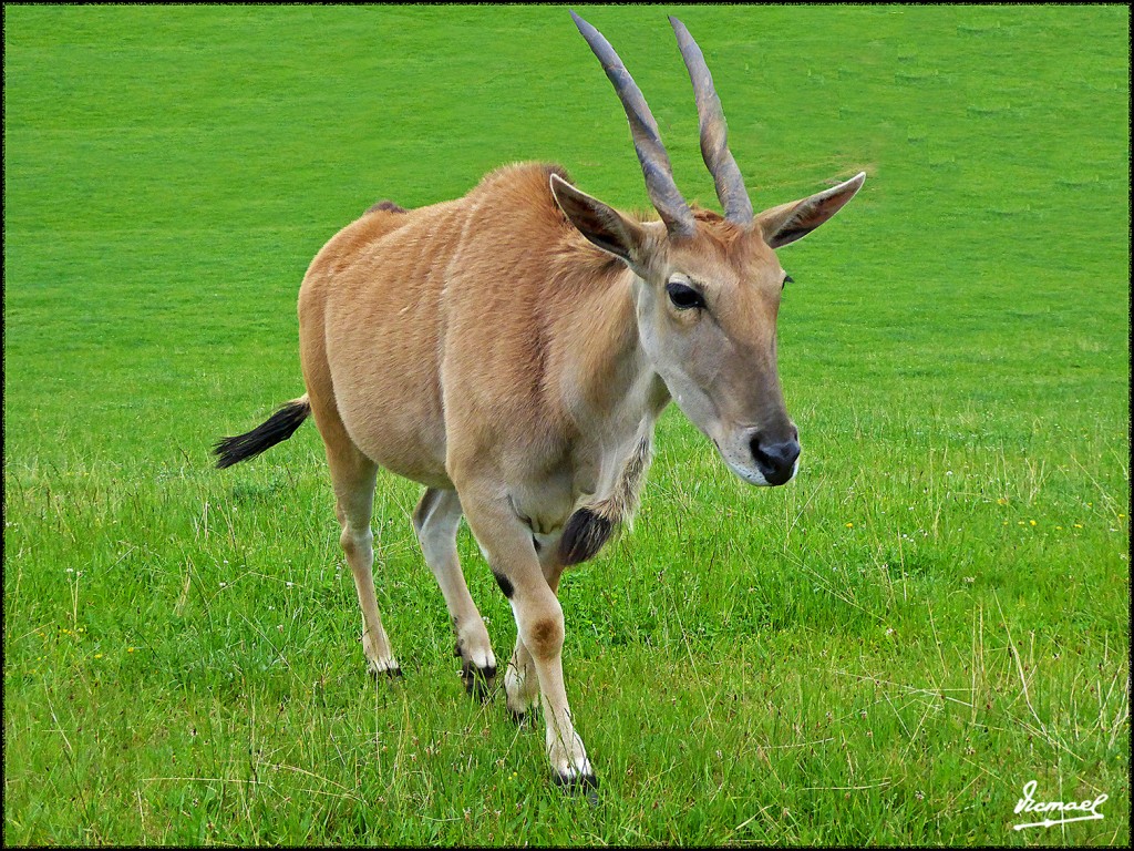 Foto: 160521-060 CABARCENO - Cabarceno (Cantabria), España