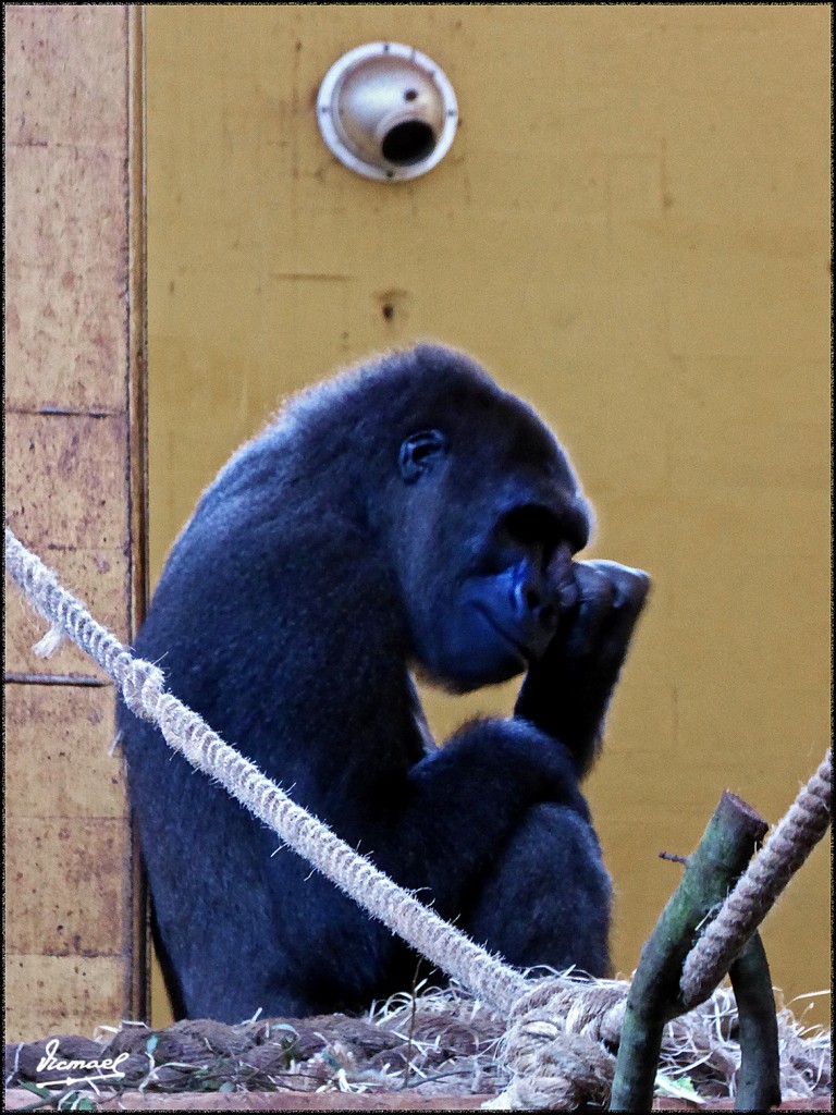 Foto: 160521-216 CABARCENO - Cabarceno (Cantabria), España