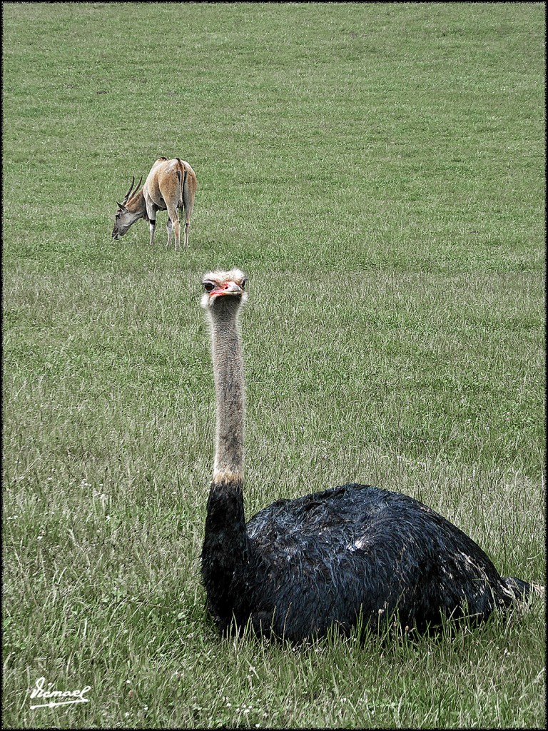 Foto: 160521-148 CABARCENO - Cabarceno (Cantabria), España