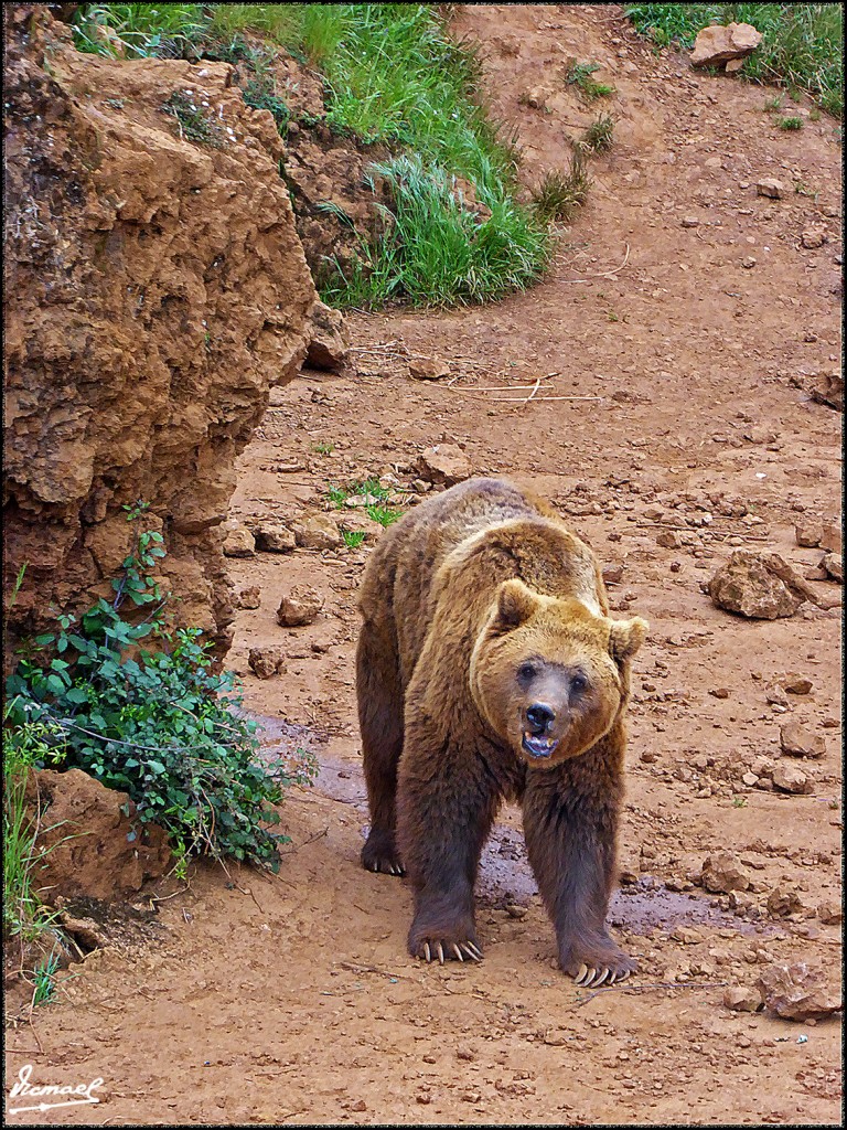 Foto: 160521-076 CABARCENO - Cabarceno (Cantabria), España