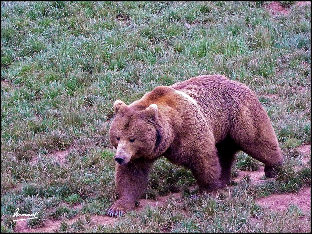 Foto: 160521-073 CABARCENO - Cabarceno (Cantabria), España