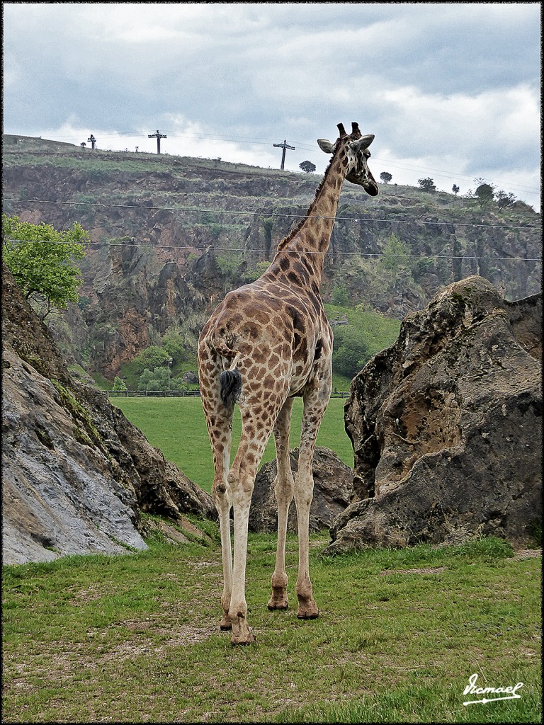 Foto: 160521-169 CABARCENO - Cabarceno (Cantabria), España