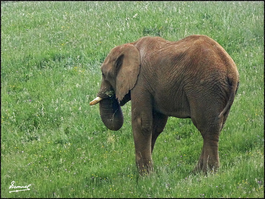 Foto: 160521-133 CABARCENO - Cabarceno (Cantabria), España