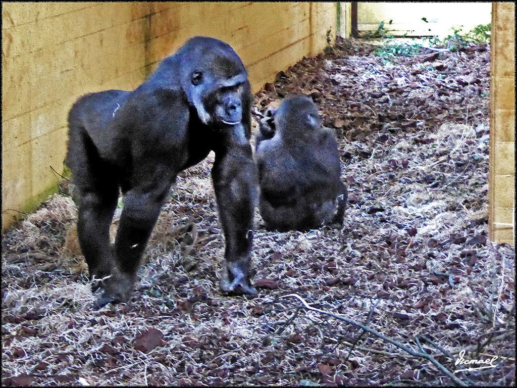 Foto: 160521-208 CABARCENO - Cabarceno (Cantabria), España