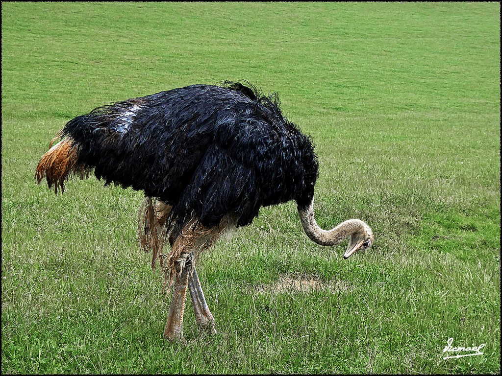Foto: 160521-177 CABARCENO - Cabarceno (Cantabria), España