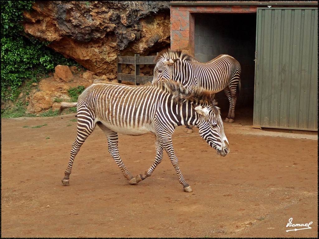 Foto: 160521-112 CABARCENO - Cabarceno (Cantabria), España