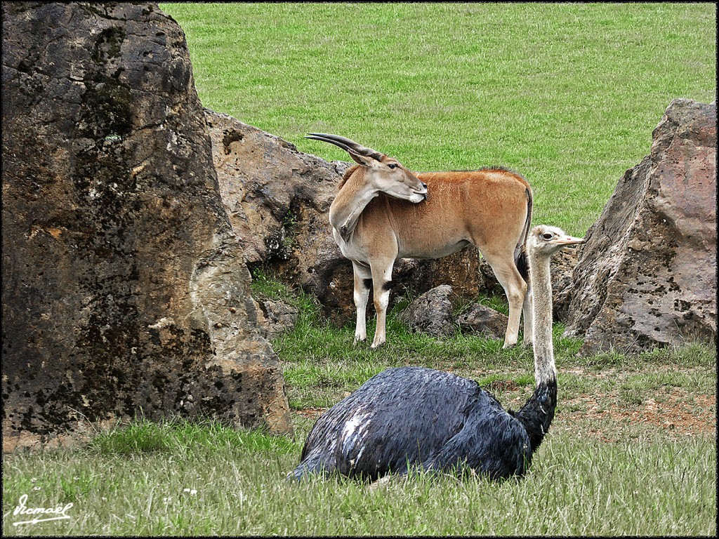 Foto: 160521-151 CABARCENO - Cabarceno (Cantabria), España
