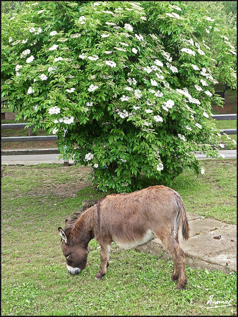 Foto: 160521-181 CABARCENO - Cabarceno (Cantabria), España