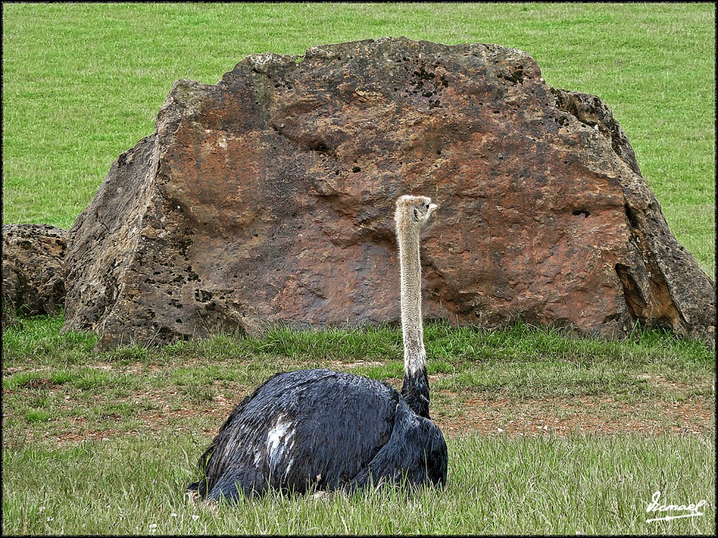 Foto: 160521-159 CABARCENO - Cabarceno (Cantabria), España