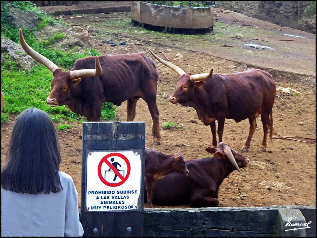 Foto: 160521-124 CABARCENO - Cabarceno (Cantabria), España