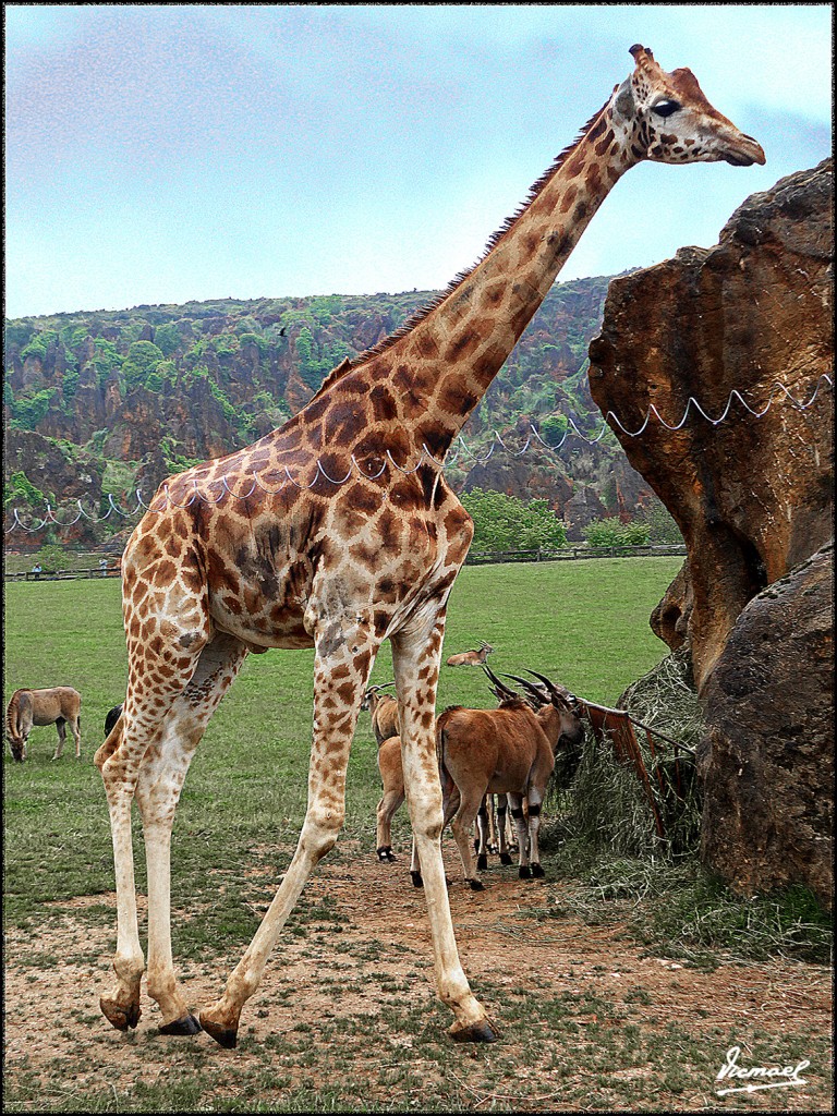 Foto: 160521-168 CABARCENO - Cabarceno (Cantabria), España