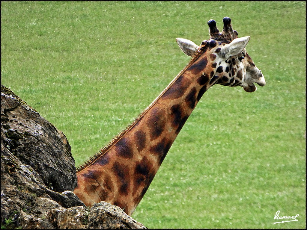 Foto: 160521-163 CABARCENO - Cabarceno (Cantabria), España