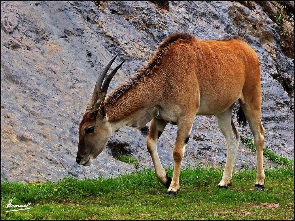Foto: 160521-153 CABARCENO - Cabarceno (Cantabria), España