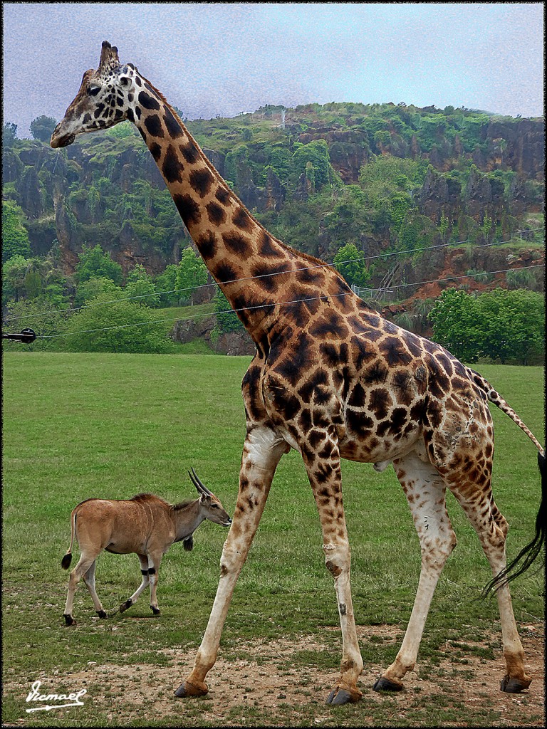 Foto: 160521-167 CABARCENO - Cabarceno (Cantabria), España